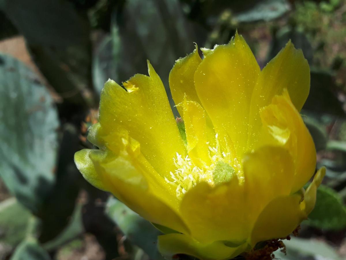 Cortijo Los Conquistadores Lucena Del Puerto エクステリア 写真
